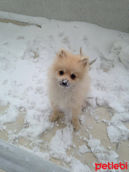 Pomeranyalı, Köpek  Pekmez fotoğrafı