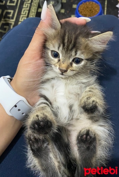 Tekir Kedi, Kedi  Şeker fotoğrafı