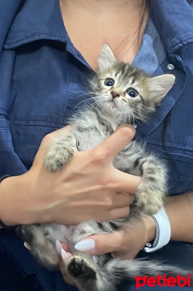 Tekir Kedi, Kedi  Şeker fotoğrafı