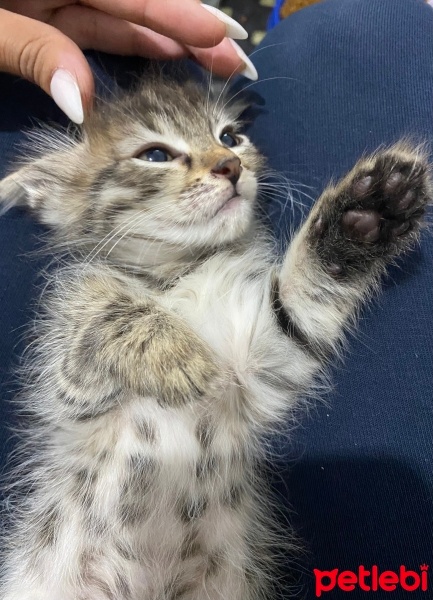 Tekir Kedi, Kedi  Şeker fotoğrafı