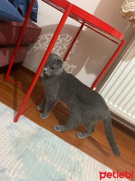 Scottish Fold, Kedi  Miya fotoğrafı