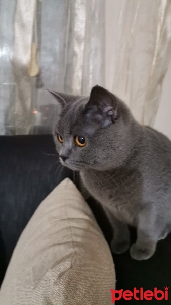 British Shorthair, Kedi  duman fotoğrafı