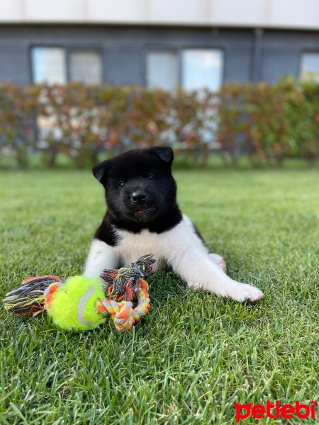 Akita İnu, Köpek  Pascal fotoğrafı