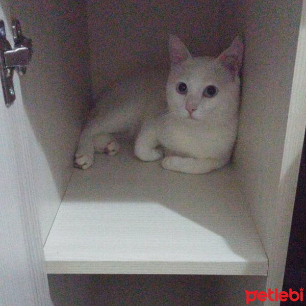 Ankara Kedisi, Kedi  pamuk fotoğrafı