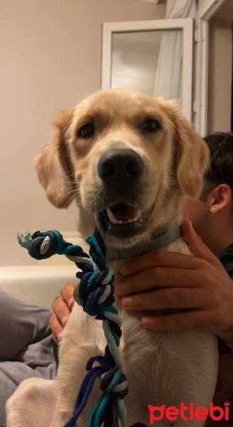 Golden Retriever, Köpek  Ceku fotoğrafı