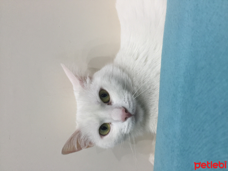 Ankara Kedisi, Kedi  İrma fotoğrafı