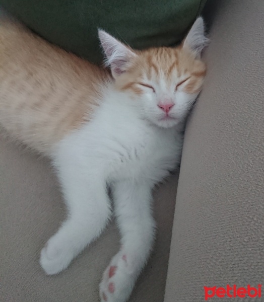 Sarman, Kedi  Sherlock fotoğrafı