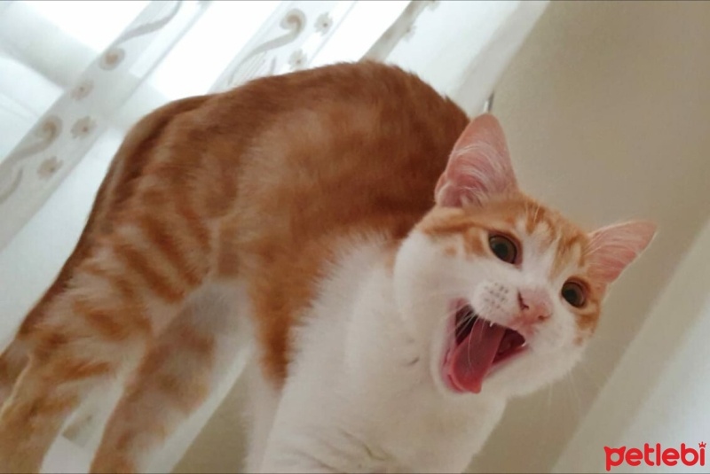 Sarman, Kedi  Sherlock fotoğrafı