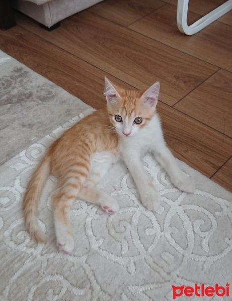 Sarman, Kedi  Sherlock fotoğrafı