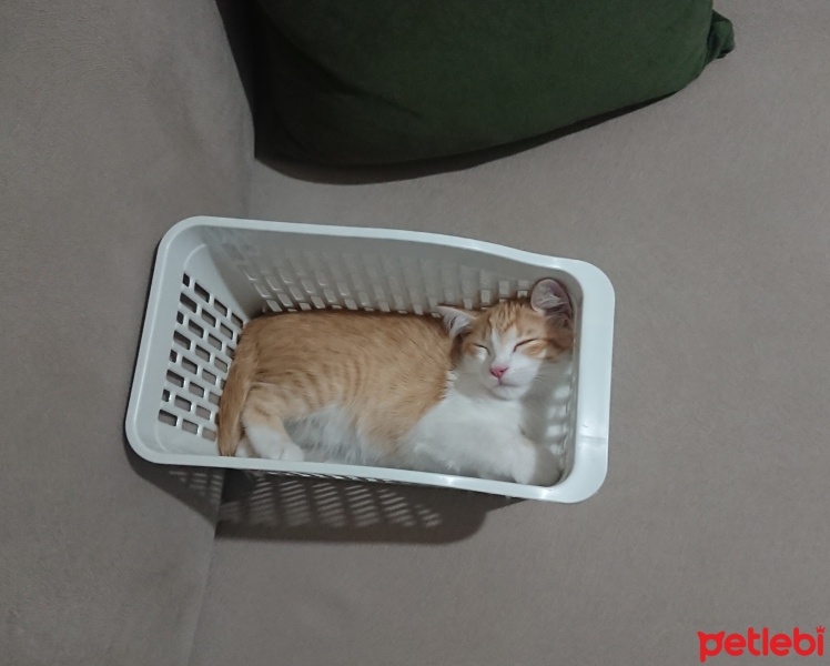 Sarman, Kedi  Sherlock fotoğrafı