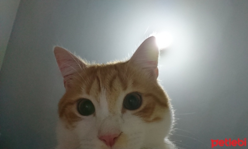 Sarman, Kedi  Sherlock fotoğrafı