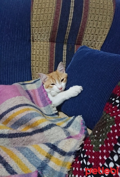 Sarman, Kedi  Sherlock fotoğrafı
