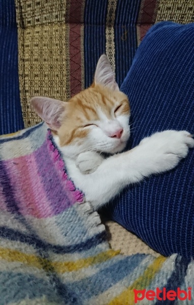 Sarman, Kedi  Sherlock fotoğrafı