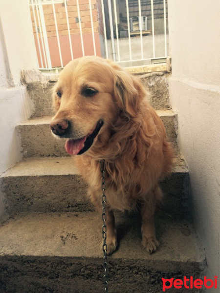 Golden Retriever, Köpek  Güneş fotoğrafı