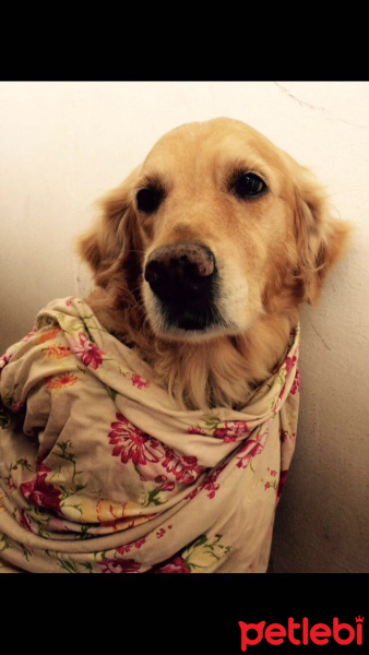 Golden Retriever, Köpek  Güneş fotoğrafı