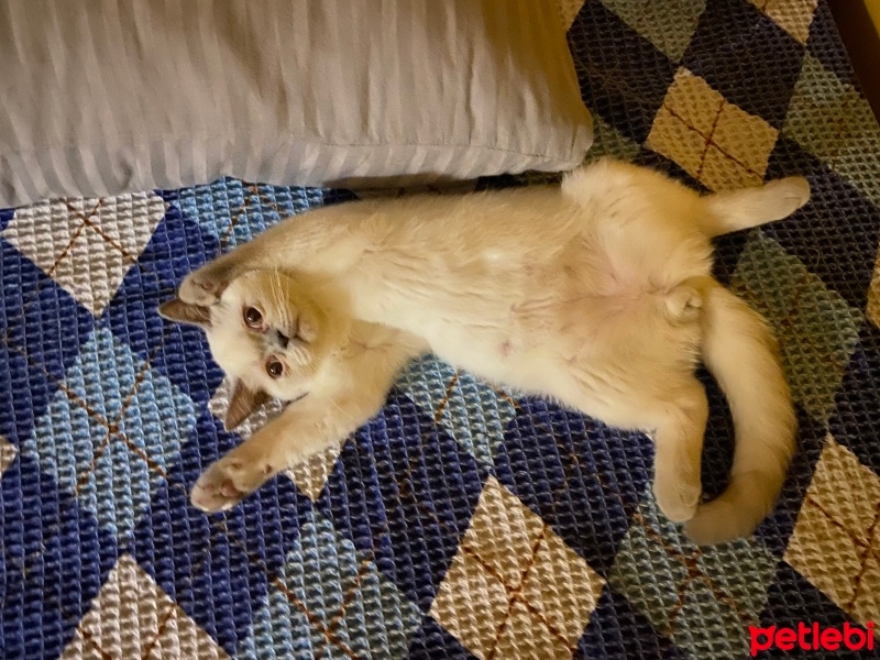 British Shorthair, Kedi  paris fotoğrafı