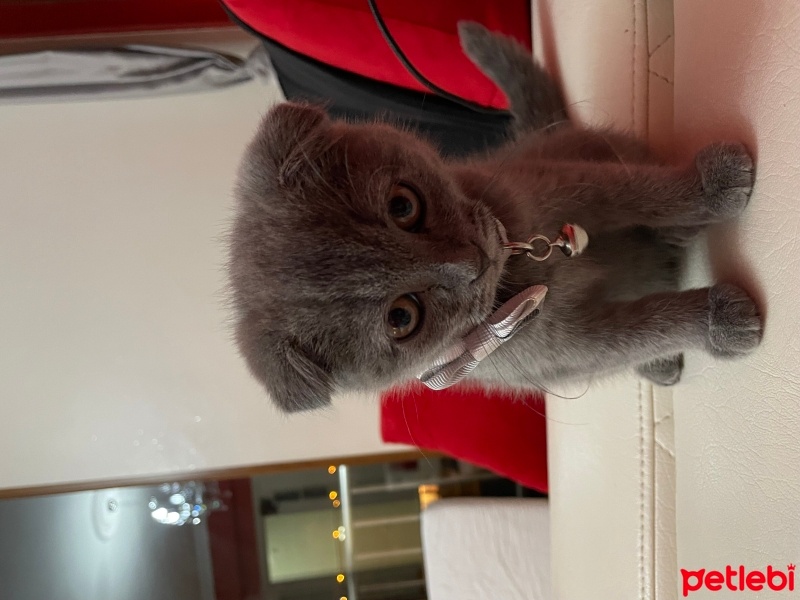Scottish Fold, Kedi  Scottish Fold fotoğrafı