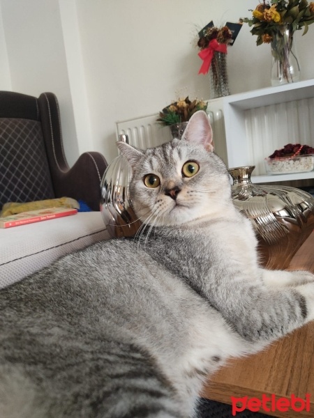 British Shorthair, Kedi  Şans fotoğrafı