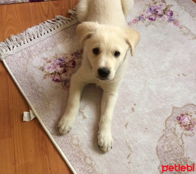 Golden Retriever, Köpek  Şans fotoğrafı
