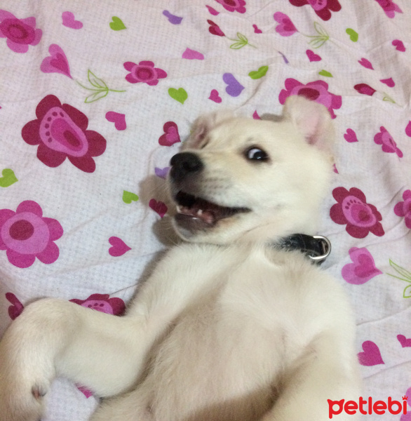 Golden Retriever, Köpek  Şans fotoğrafı
