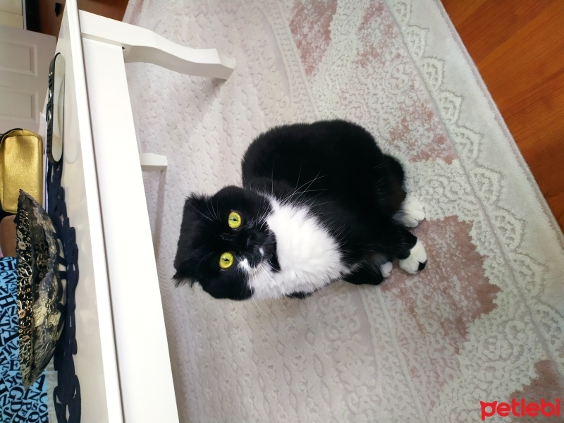 Scottish Fold, Kedi  Zeytin fotoğrafı