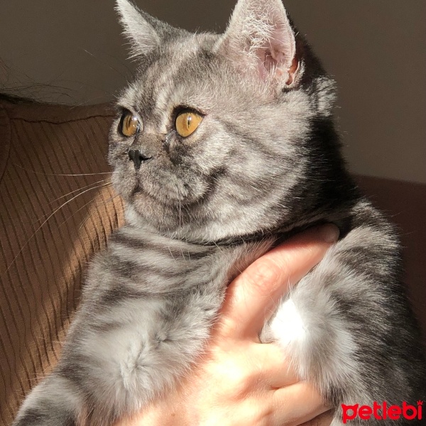 İran Kedisi (Persian), Kedi  Mia fotoğrafı