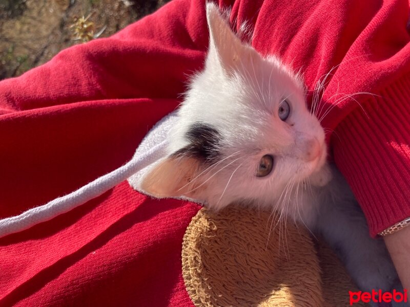 Ankara Kedisi, Kedi  Pamuk fotoğrafı