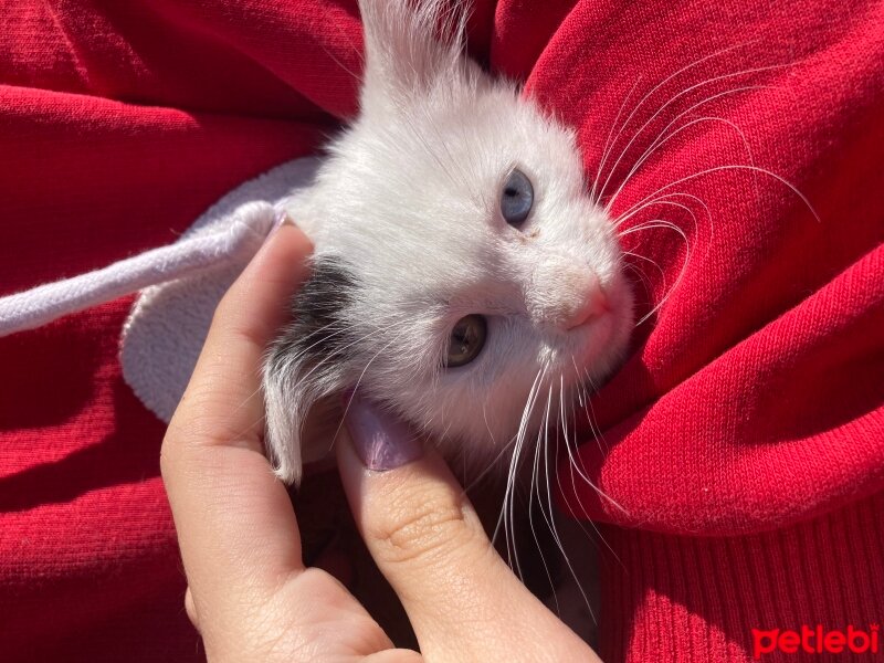 Ankara Kedisi, Kedi  Pamuk fotoğrafı