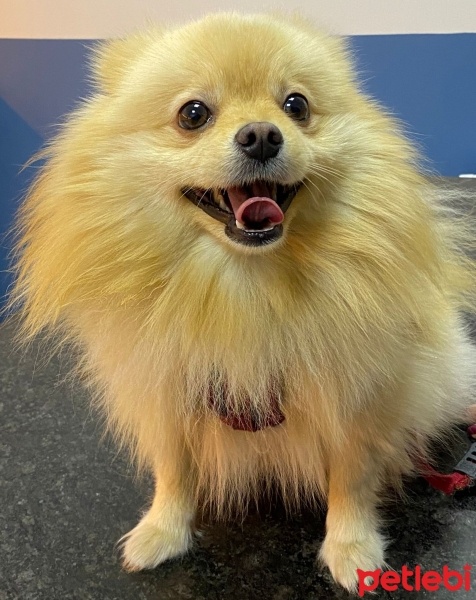 Pomeranyalı, Köpek  ARES fotoğrafı