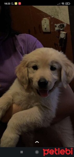 Golden Retriever, Köpek  Mia fotoğrafı