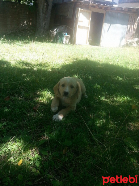 Golden Retriever, Köpek  Lassie fotoğrafı