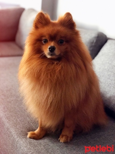 Pomeranyalı, Köpek  Latte fotoğrafı