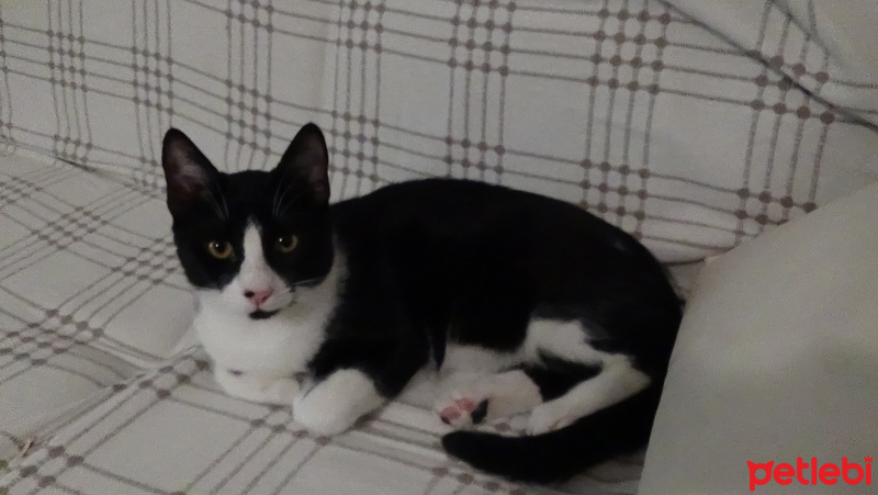 Tuxedo (Smokin) Kedi, Kedi  Miço fotoğrafı