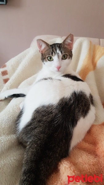 Tekir Kedi, Kedi  Suzi fotoğrafı