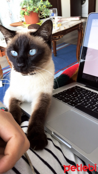 Siyam Kedisi, Kedi  Kaju fotoğrafı