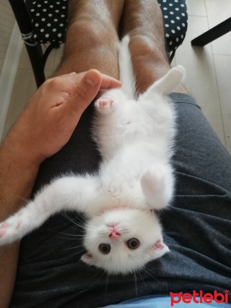 Scottish Fold, Kedi  Pamuk fotoğrafı
