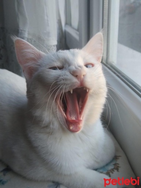 Ankara Kedisi, Kedi  Luna fotoğrafı