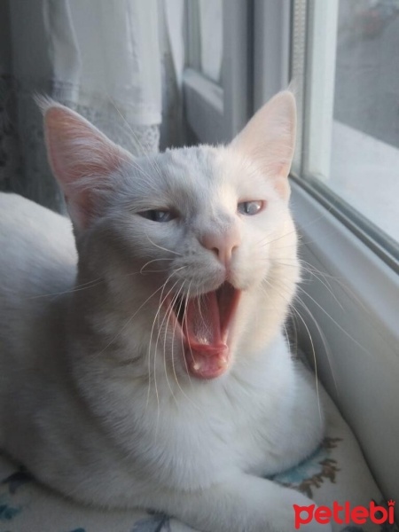 Ankara Kedisi, Kedi  Luna fotoğrafı