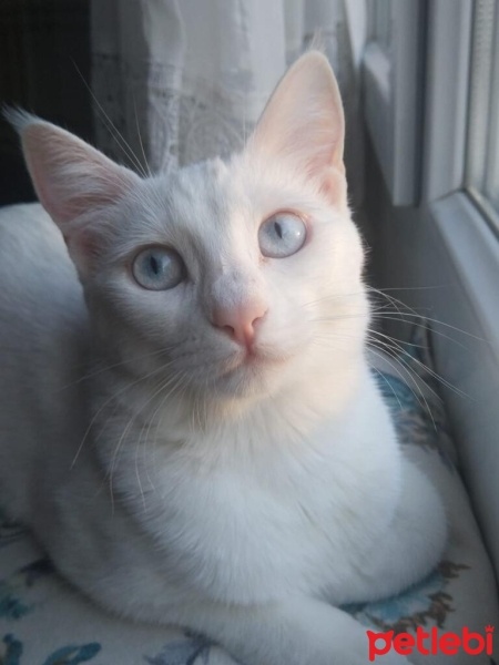Ankara Kedisi, Kedi  Luna fotoğrafı