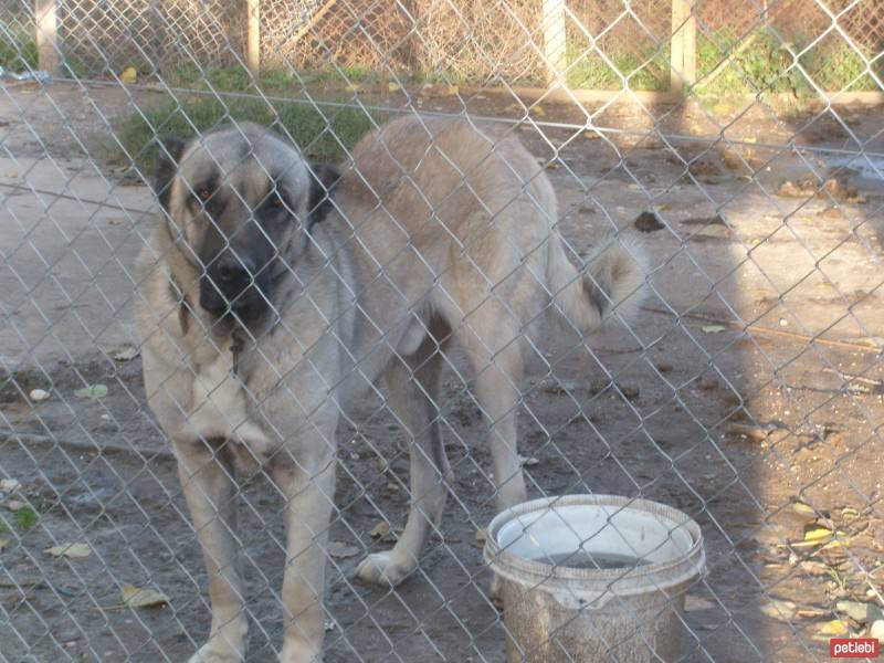 Kangal, Köpek  efe fotoğrafı