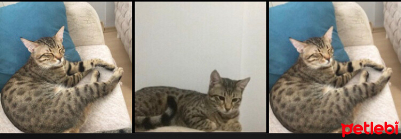 Sarman, Kedi  Çakıl fotoğrafı