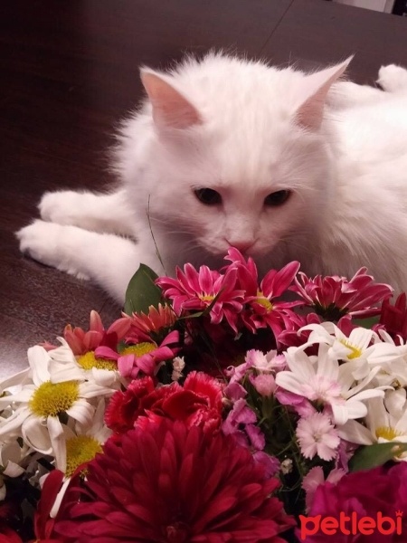 Ankara Kedisi, Kedi  pamuk fotoğrafı