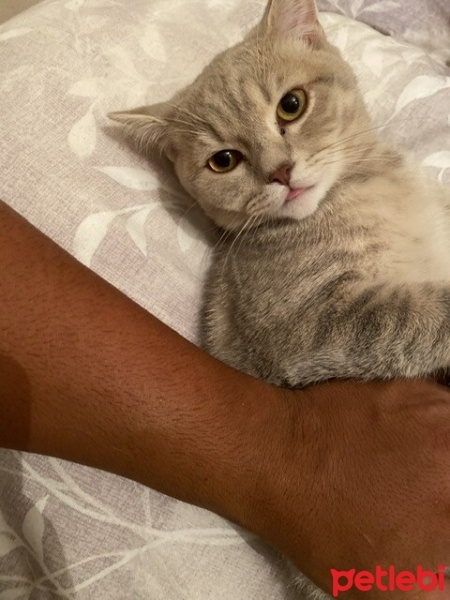 British Shorthair, Kedi  Dumana yuva arıyorum fotoğrafı