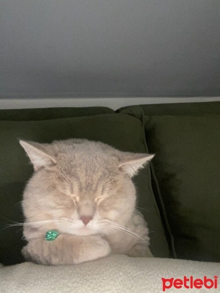 British Shorthair, Kedi  Dumana yuva arıyorum fotoğrafı