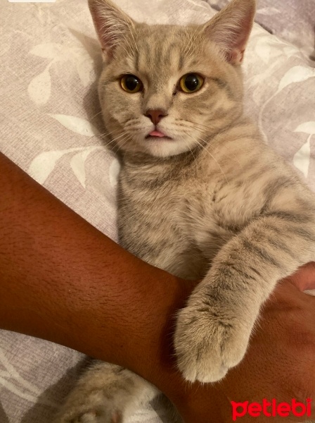 British Shorthair, Kedi  Dumana yuva arıyorum fotoğrafı