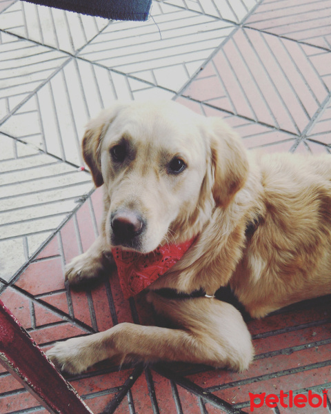 Golden Retriever, Köpek  Anita fotoğrafı