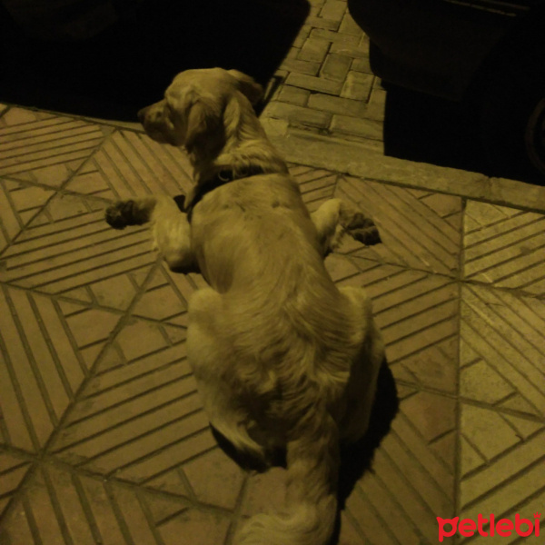 Golden Retriever, Köpek  Anita fotoğrafı