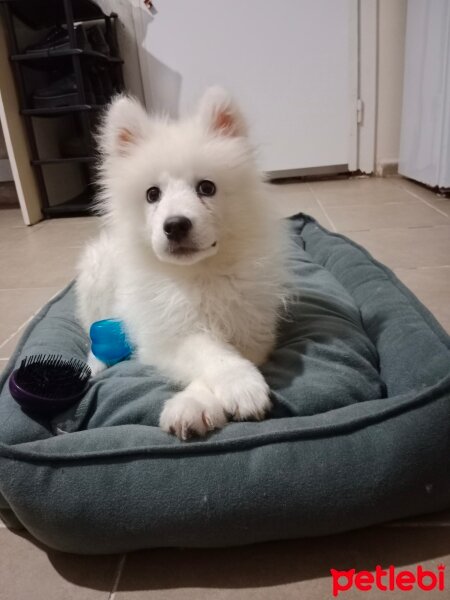 Samoyed, Köpek  Alfa fotoğrafı