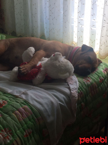 Boxer, Köpek  Jessica fotoğrafı