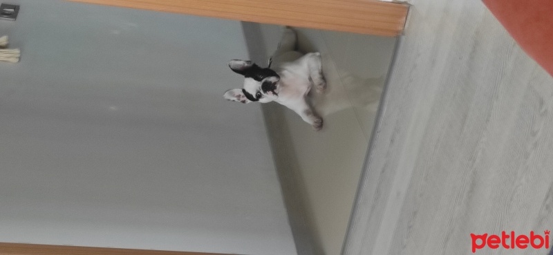 Fransız Bulldog, Köpek  Foks fotoğrafı
